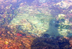  起珊瑚礁植生観察ゾーンに点在する タイドプール（潮溜まり）の中には、サンゴ礁や小さな熱帯魚、様々な貝も数多く生息しています。